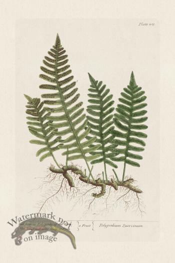 BEE 215 Wall-fern